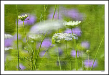 White Lace and Thistles