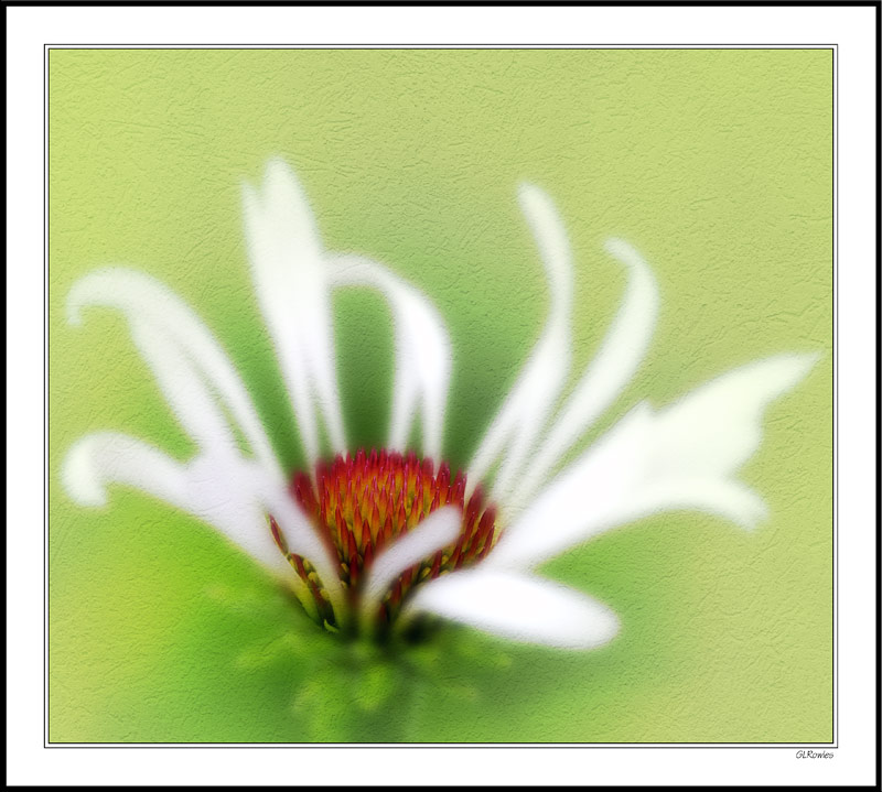 Cone Flower Sandstone