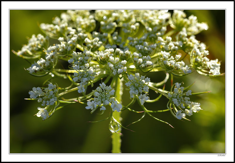 Hanging Jewel