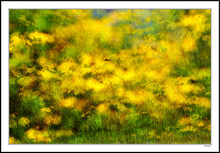 Raining Grass Flowers