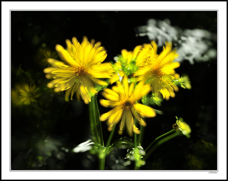 Sparkle Blossoms