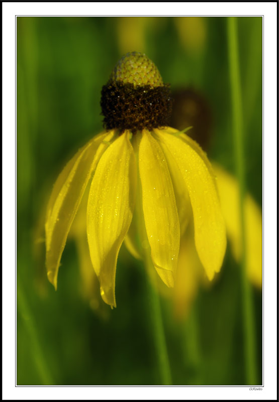 Misted Yellow Cone-Flower