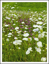 Purple Cone Flowers in White Lace