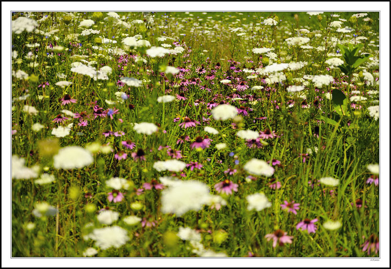 Purple Cone Flowers in White Lace II