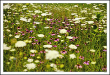 Purple Cone Flowers in White Lace II