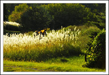 Hide-Seek in the Pampas Grass