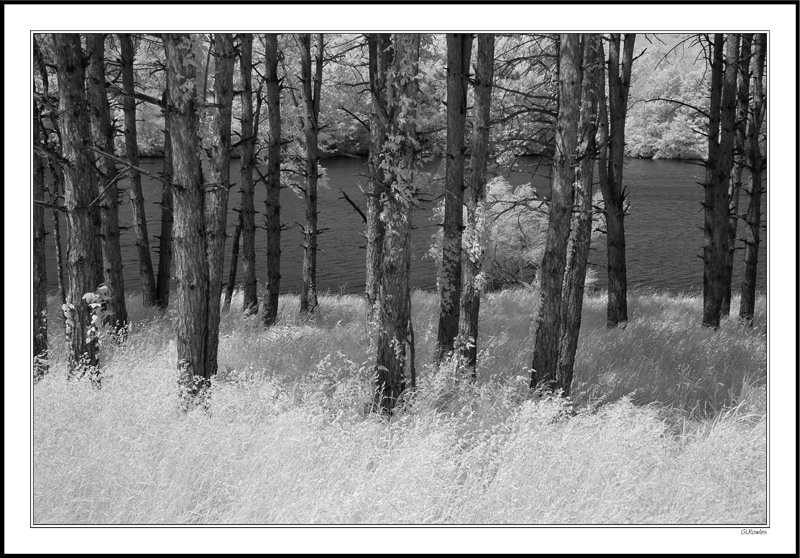 Lake In The Pines