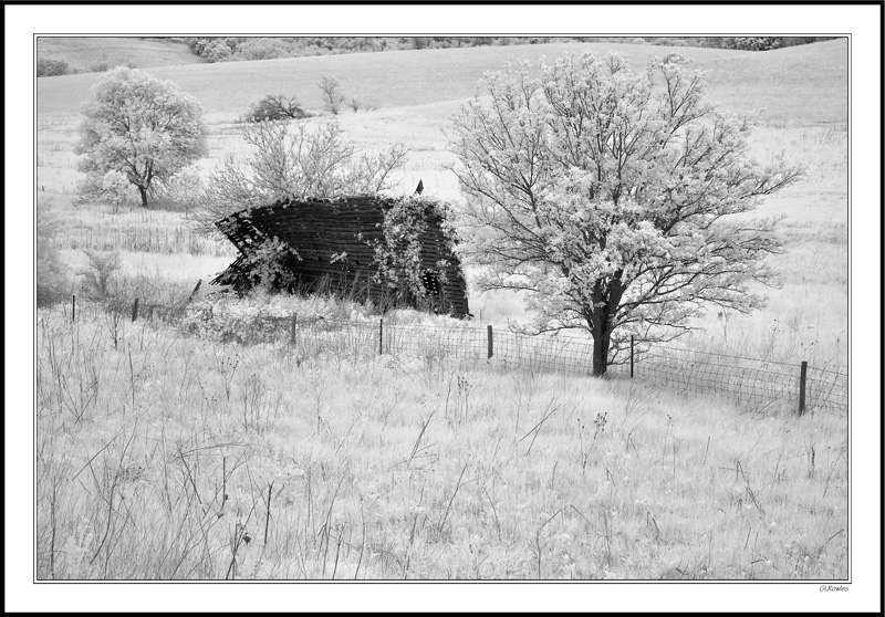 Two Trees and A Bin