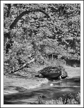 Petrified Turtle At The Stream