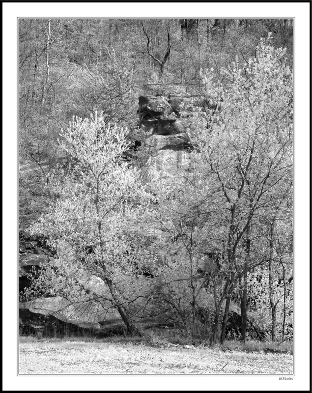 Sandstone Grove - Table Rock