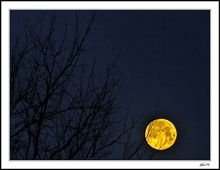 Last Blue Moon Of 2018 Rising In The Treetop