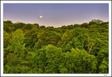 Moonrise Woodland