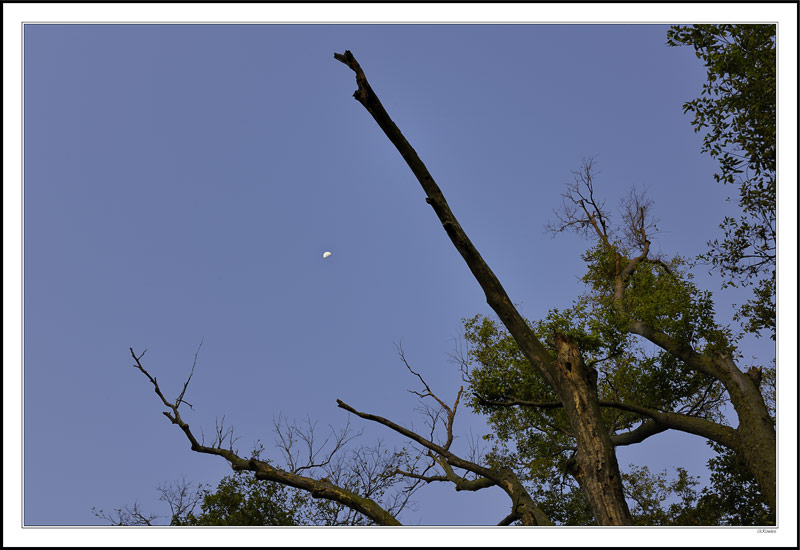 Hackberry Moon