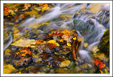 Autumn's Rushing Spring Waters