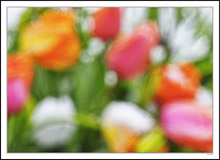 Frosted Fruitful Tulips