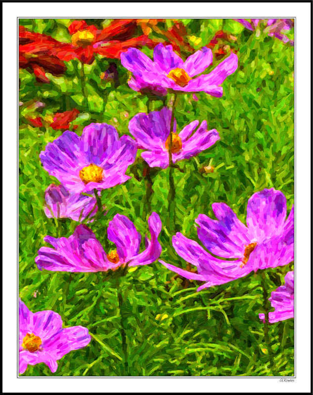 Colorful Floral Cups Catching Sunlight I