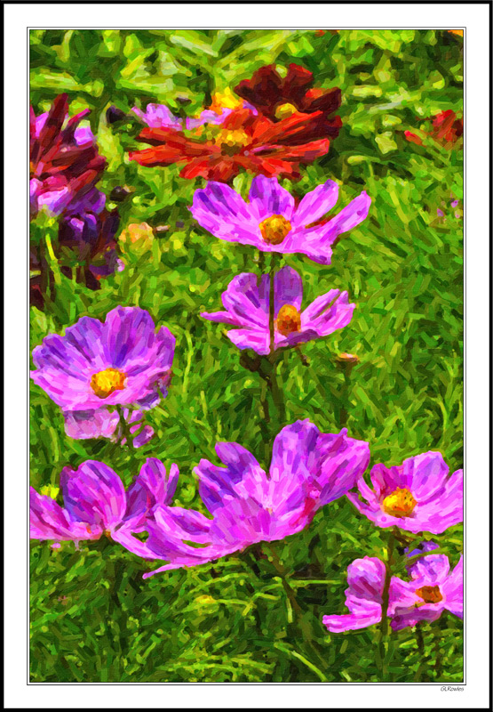 Colorful Floral Cups Catching Sunlight II