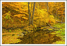 Fallen Leaves and Autumn Reflections