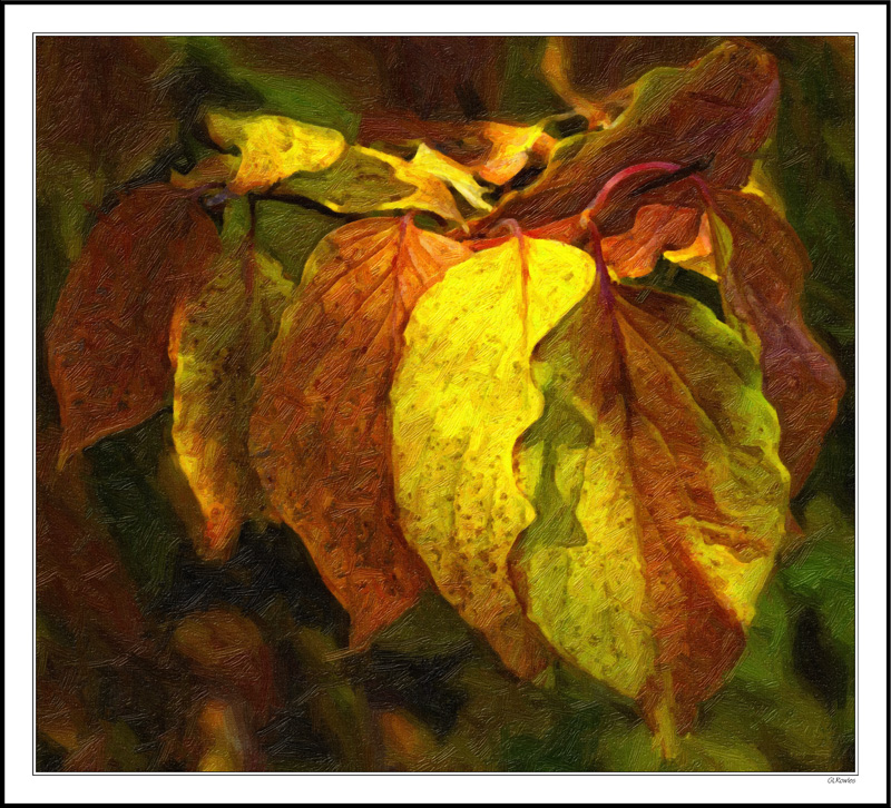 Dogwood Ruffles