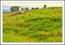 Windswept Summer Field