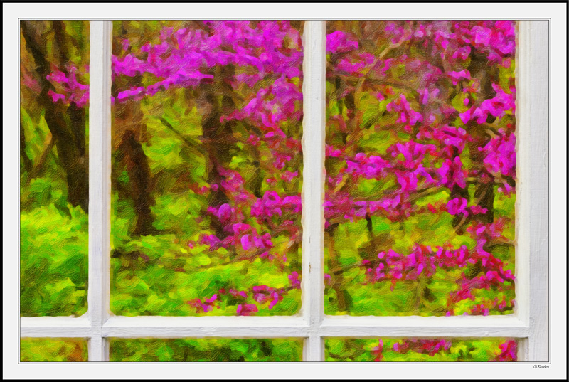 Through My Window - Magenta Red Buds II