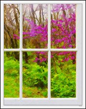 Through My Window - Magenta Red Buds III