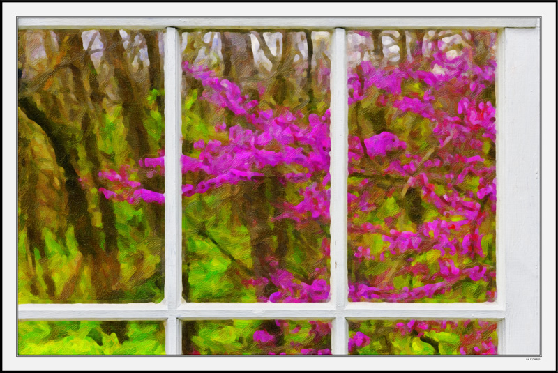 Through My Window - Magenta Red Buds IV