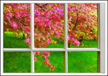 Through My Window - Apple Blossoms VII