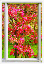 Through My Window - Apple Blossoms VIII