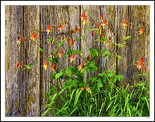 Barndoor Columbines