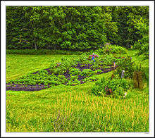 Scarecrow Garden