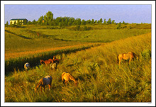 Tuscany Graze