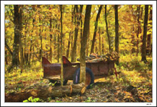 Firewood Harvesting