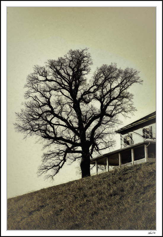 Burled Oak Porch