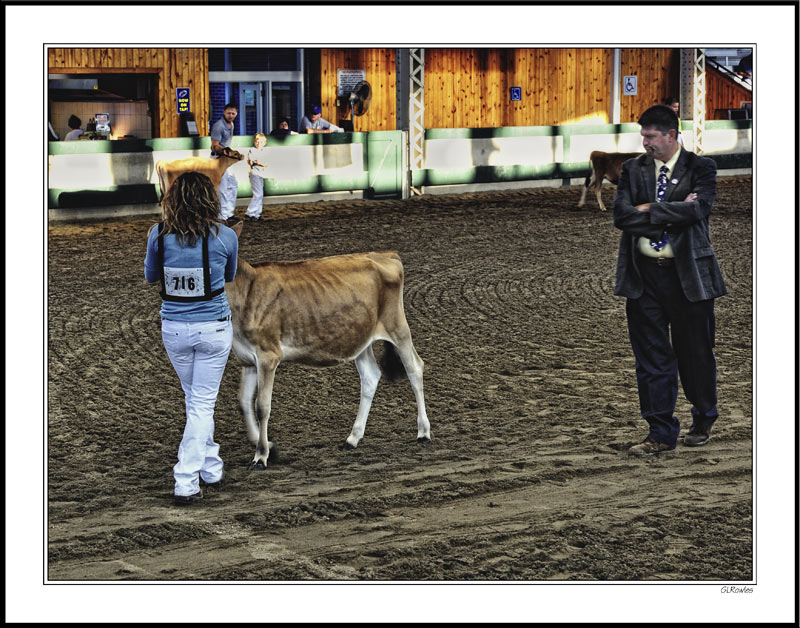 Heifer Judging