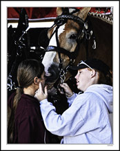 Draft Horse Show Impressions