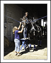 Draft Horse Show Impressions