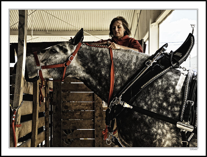 Draft Horse Show Impressions