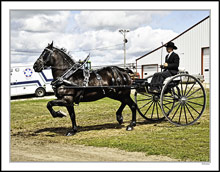 Draft Horse Show Impressions