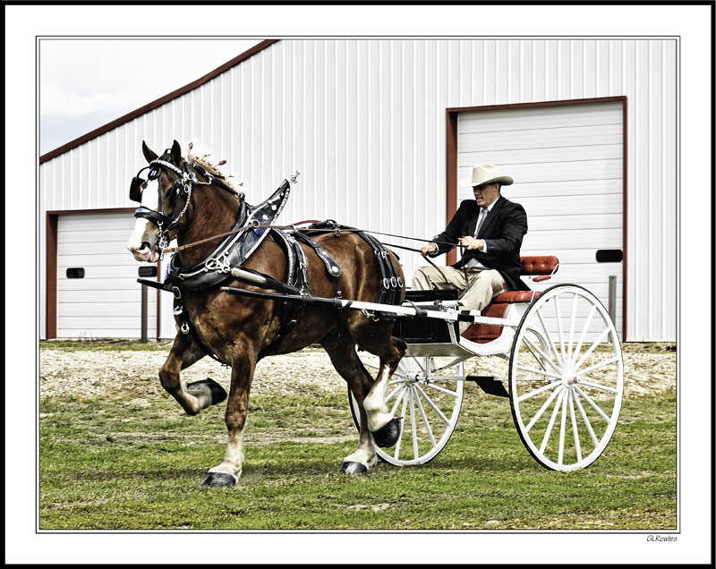 Draft Horse Show Impressions