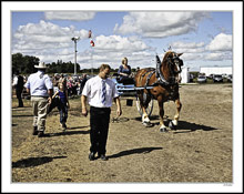 Draft Horse Show Impressions