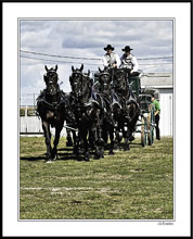 Draft Horse Show Impressions