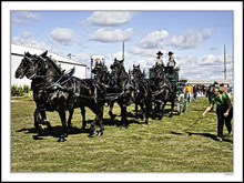 Draft Horse Show Impressions