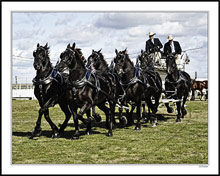 Draft Horse Show Impressions