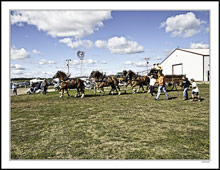 Draft Horse Show Impressions