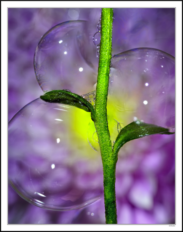 Transparent Blossoms