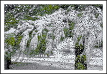 Ghosts in the Pines