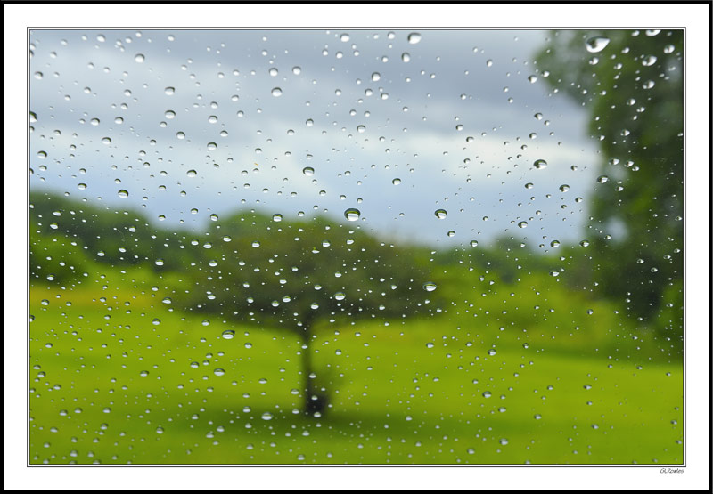 Rain-soaked Meadow