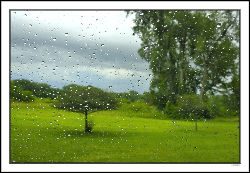 Rain-soaked Meadow