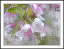 Peppermint Drops